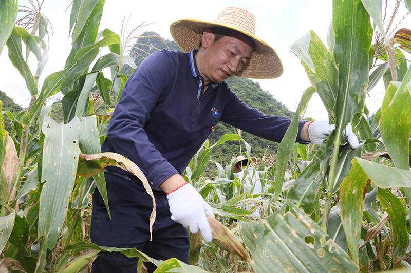 马超毅带领邻家公司党员到贫困户田地中收玉米2.jpg